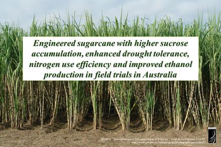 SOURCE: “Limited release of GM sugarcane in AUSTRALIA”, Crop Biotech Update, 5/22/09,