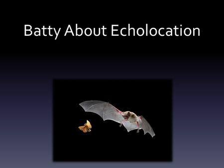 Batty About Echolocation. What do is echolocation? ECHO LOCATION.