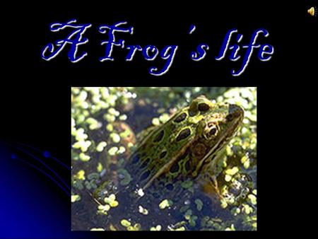 A Frog’s life. Life cycle of a frog First the frogs are like small round jellies.Then they become small tadpoles. Tadpoles are aquatic, lack front or.