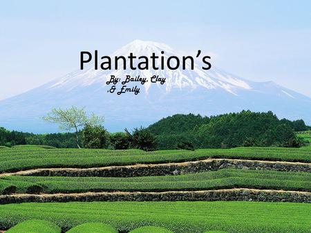 Plantation’s By: Bailey, Clay,& Emily. Food  Meat  Tobacco  Rice  Ice  Lice Coffee  Sugar Cane.
