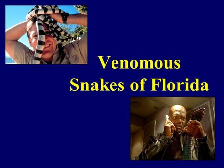 Venomous Snakes of Florida. SNAKES!!!!!!! Introduction Most snake bites caused by non venomous snakes 120 Known species in North America 20 Venomous to.