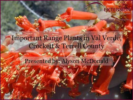 Important Range Plants in Val Verde, Crockett & Terrell County Presented by: Alyson McDonald.