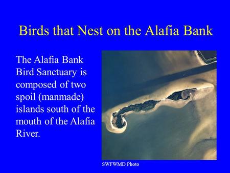 Birds that Nest on the Alafia Bank SWFWMD Photo The Alafia Bank Bird Sanctuary is composed of two spoil (manmade) islands south of the mouth of the Alafia.