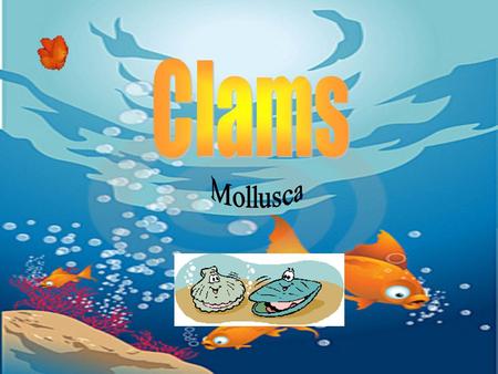 Clams come in many colors, including shades of brown, red-brown, yellow and cream They have shells consisting of two halves The halves are connected at.