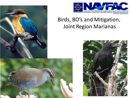 Birds, BO’s and Mitigation, Joint Region Marianas.