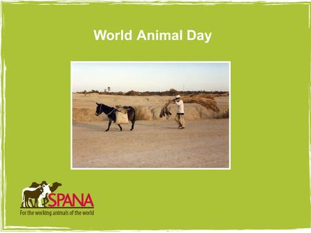 Picture goes here with 4pt white border World Animal Day.