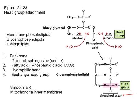 Figure, 21-23 Head group attachment Membrane phospholipids: