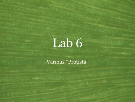 Lab 6 Various “Protista”. Dictyosteliomycota Common name: Cellular slime molds Synonyms: Acrasiomycota (in part) Mode of nutrition: Heterotrophic: ingestive.
