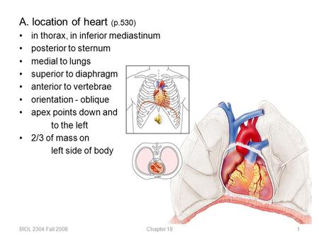 A. location of heart (p.530) in thorax, in inferior mediastinum