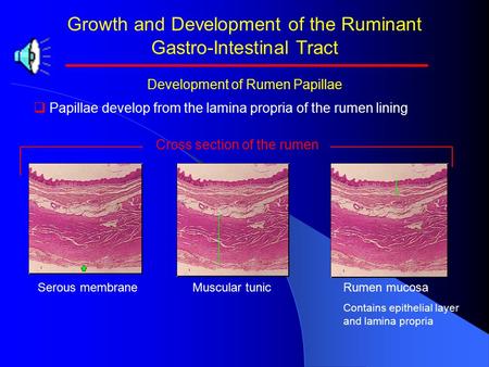 Growth and Development of the Ruminant Gastro-Intestinal Tract Development of Rumen Papillae   Papillae develop from the lamina propria of the rumen.