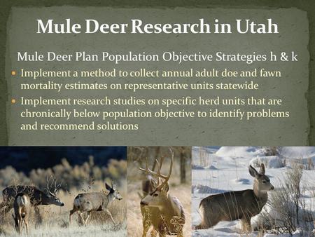 Mule Deer Plan Population Objective Strategies h & k Implement a method to collect annual adult doe and fawn mortality estimates on representative units.