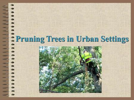 Pruning Trees in Urban Settings. Next Generation Science/Common Core Standards Addressed! WHST.9 ‐ 12.7 Conduct short as well as more sustained research.