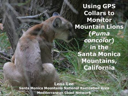Using GPS Collars to Monitor Mountain Lions (Puma concolor) in the Santa Monica Mountains, California Lena Lee Santa Monica Mountains National Recreation.