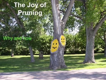 The Joy of Pruning Why and how. The Joy of Pruning Why.