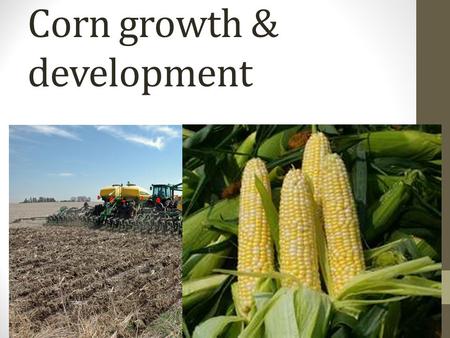 Corn growth & development