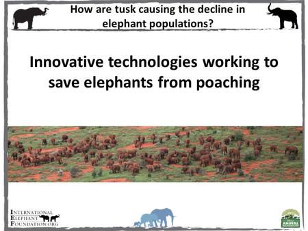 Innovative technologies working to save elephants from poaching How are tusk causing the decline in elephant populations?