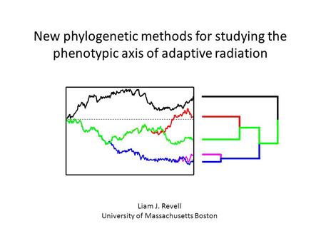 New phylogenetic methods for studying the phenotypic axis of adaptive radiation Liam J. Revell University of Massachusetts Boston.