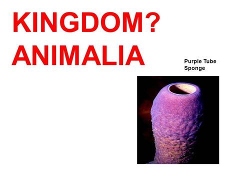 KINGDOM? Purple Tube Sponge ANIMALIA. PHYLUM? PORIFERA “Porifera” means? “Pore- bearer”