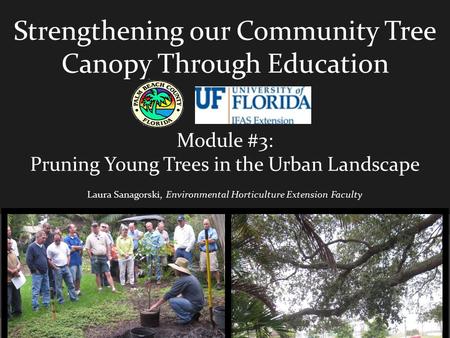 Strengthening our Community Tree Canopy Through Education Module #3: Pruning Young Trees in the Urban Landscape Laura Sanagorski, Environmental Horticulture.