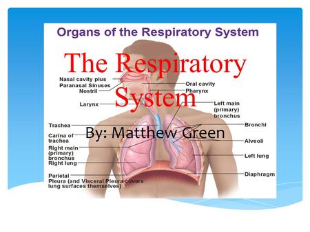 The Respiratory System By: Matthew Green.  At the top of the respiratory system, the nostrils (also called nares) act as the air intake, bringing air.