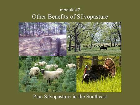 Module #7 Other Benefits of Silvopasture Pine Silvopasture in the Southeast.