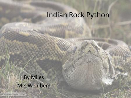 Indian Rock Python By Miles Mrs.Weinberg. Indian Rock Python.