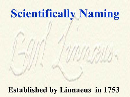 Scientifically Naming Established by Linnaeus in 1753.
