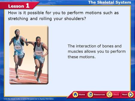 Lesson 1 How is it possible for you to perform motions such as stretching and rolling your shoulders? The interaction of bones and muscles allows you.