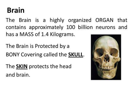 The Brain is a highly organized ORGAN that contains approximately 100 billion neurons and has a MASS of 1.4 Kilograms. The Brain is Protected by a BONY.