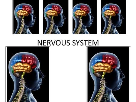 NERVOUS SYSTEM.