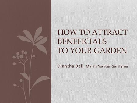 Diantha Bell, Marin Master Gardener HOW TO ATTRACT BENEFICIALS TO YOUR GARDEN.