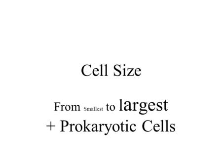 Cell Size From Smallest to l a rgest + Prokaryotic Cells.