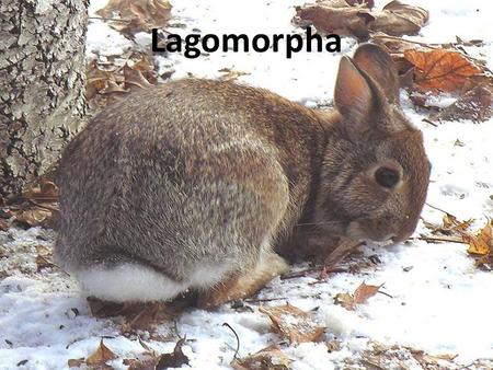 Lagomorpha. Order Lagomorpha Derived from Greek lagos (hare) and morphē (form) 80 species Two families - Leporidae – Rabbits and hares - Ochotonidae.