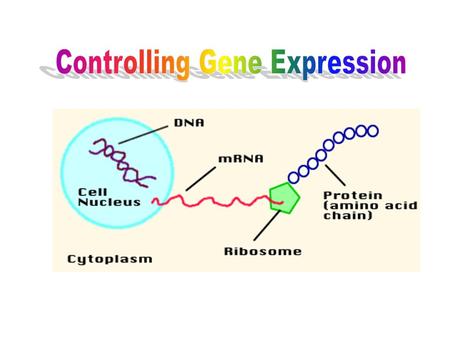 Definitions Gene – sequence of DNA that is expressed as a protein (exon) Genes are coded –DNA →RNA→Protein→Trait Transcription – rewritting DNA into RNA.