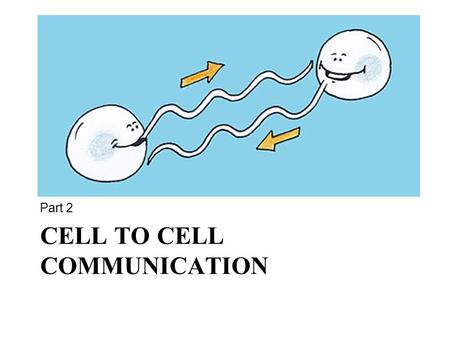 CELL TO CELL COMMUNICATION Part 2. Transduction: Cascades relay signals Signal transduction involves multiple steps Multistep pathways can amplify a signal.