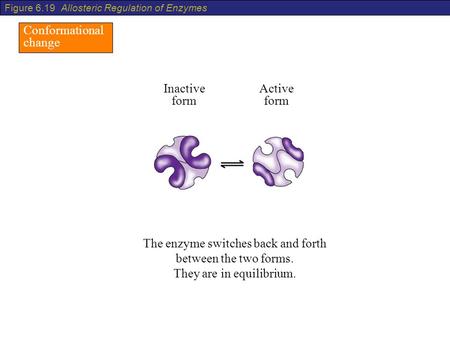 Conformational change The enzyme switches back and forth between the two forms. They are in equilibrium. Inactive form Active form Figure 6.19 Allosteric.