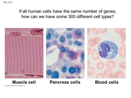 Fig. 11-2 Muscle cell Pancreas cells Blood cells If all human cells have the same number of genes, how can we have some 300 different cell types?