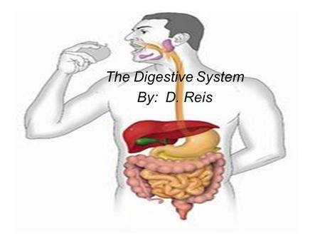 The Digestive System By: D. Reis