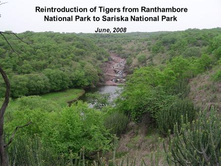 Reintroduction of Tigers from Ranthambore National Park to Sariska National Park June, 2008.