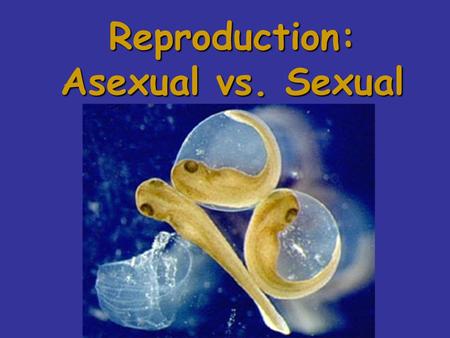 Reproduction: Asexual vs. Sexual