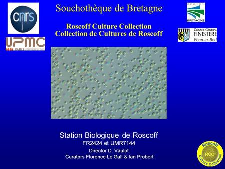 Souchothèque de Bretagne Roscoff Culture Collection Collection de Cultures de Roscoff Station Biologique de Roscoff FR2424 et UMR7144 Director D. Vaulot.