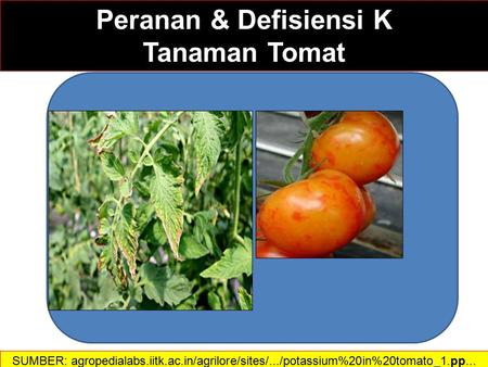 Peranan & Defisiensi K Tanaman Tomat