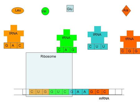 MRNA CCAAGGUCGCUG Ala Glu Val Leu GCG tRNA UCU GCA CGA mRNA Ribosome.