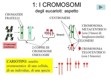 1: I CROMOSOMI degli eucarioti: aspetto CROMOSOMA METACENTRICO (con 2 bracci di lunghezza simile) A A a b B 2 COPPIE DI CROMOSOMI OMOLOGHI CROMATIDI FRATELLI.