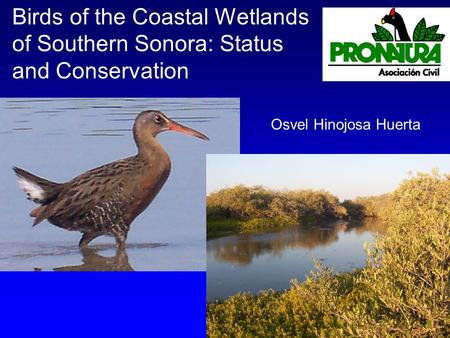 Birds of the Coastal Wetlands of Southern Sonora: Status and Conservation Osvel Hinojosa Huerta.