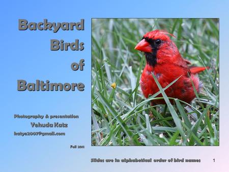 1 Backyard Birds ofBaltimore Photography & presentation Yehuda Katz Fall 2011 Slides are in alphabetical order of bird names.
