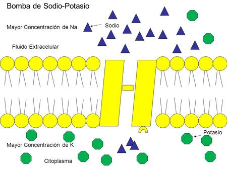 Bomba de Sodio-Potasio Citoplasma Fluido Extracelular Mayor Concentración de Na Mayor Concentración de K Sodio Potasio.
