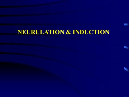 NEURULATION & INDUCTION. Neural plate stage