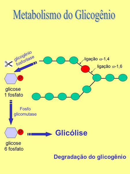 Ligação  -1,6 ligação  -1,4 glicogênio fosforilase P glicose 1 fosfato Degradação do glicogênio P glicose 6 fosfato Fosfo glicomutase Glicólise.