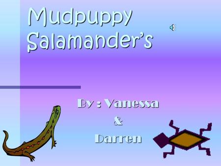 Mudpuppy Salamander’s By : Vanessa &Darren Table Of Contents Slide 1 –Title Page Slide 2 – Table Of Contents Slide 3 – Introduction Slide 4 – Habitat.